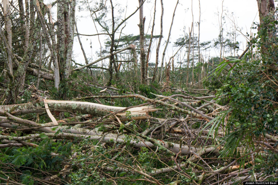 trees downed forest