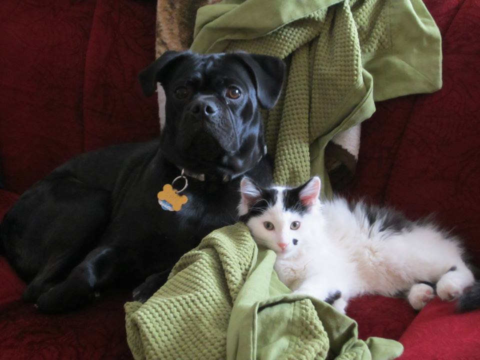 cat and dog