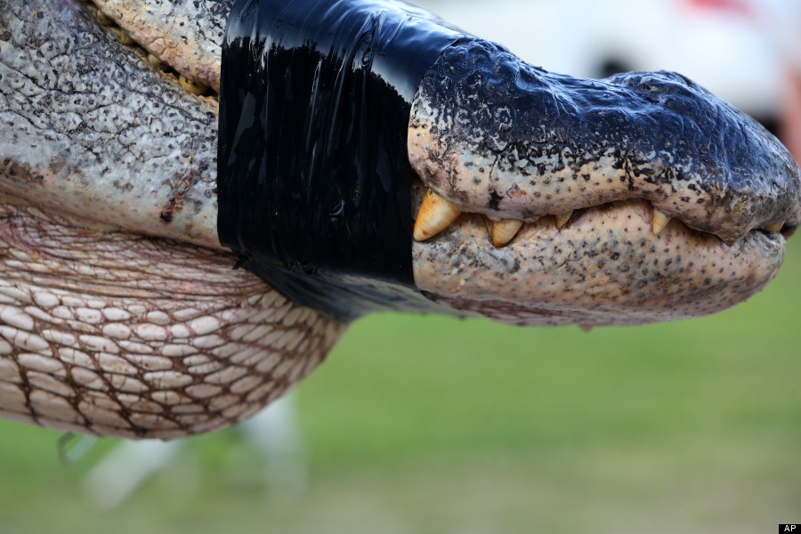 Stokes Family Catches 15-Foot, 1,000-Pound Alligator In Alabama (VIDEO)