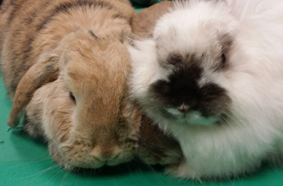 best rabbits for therapy