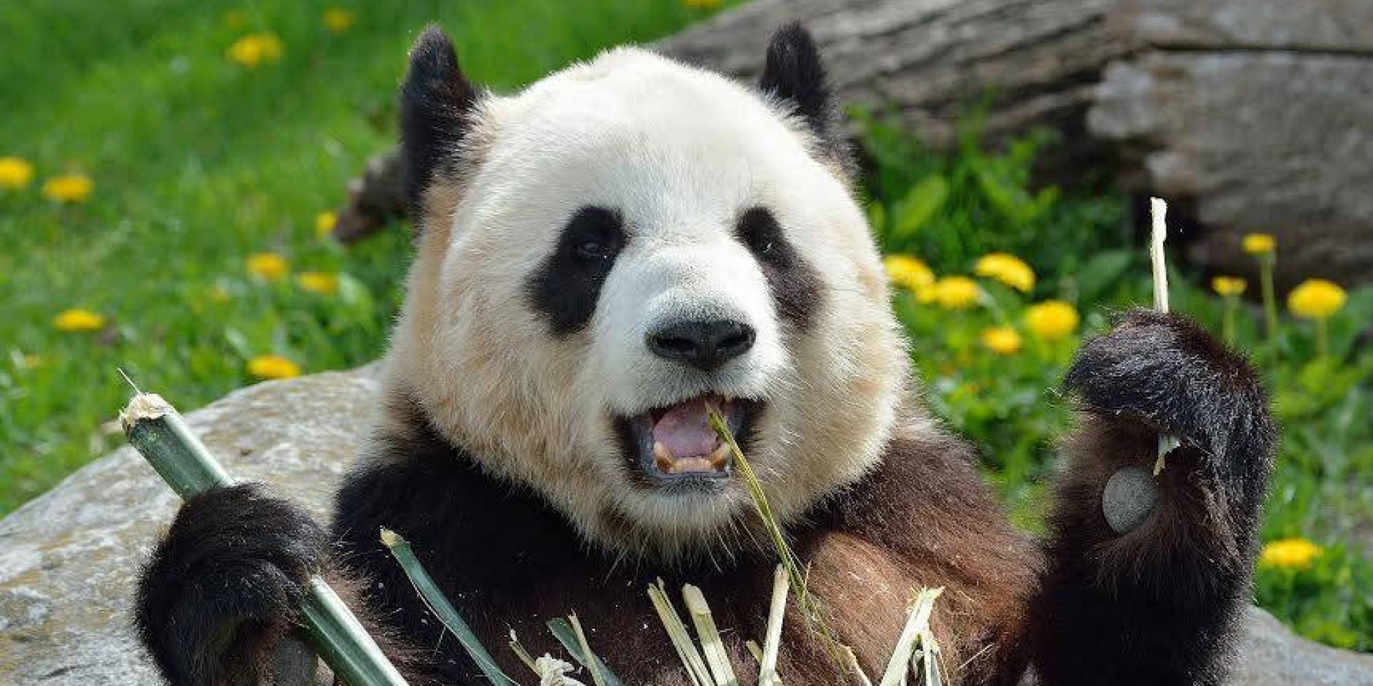 Удивленная Панда
