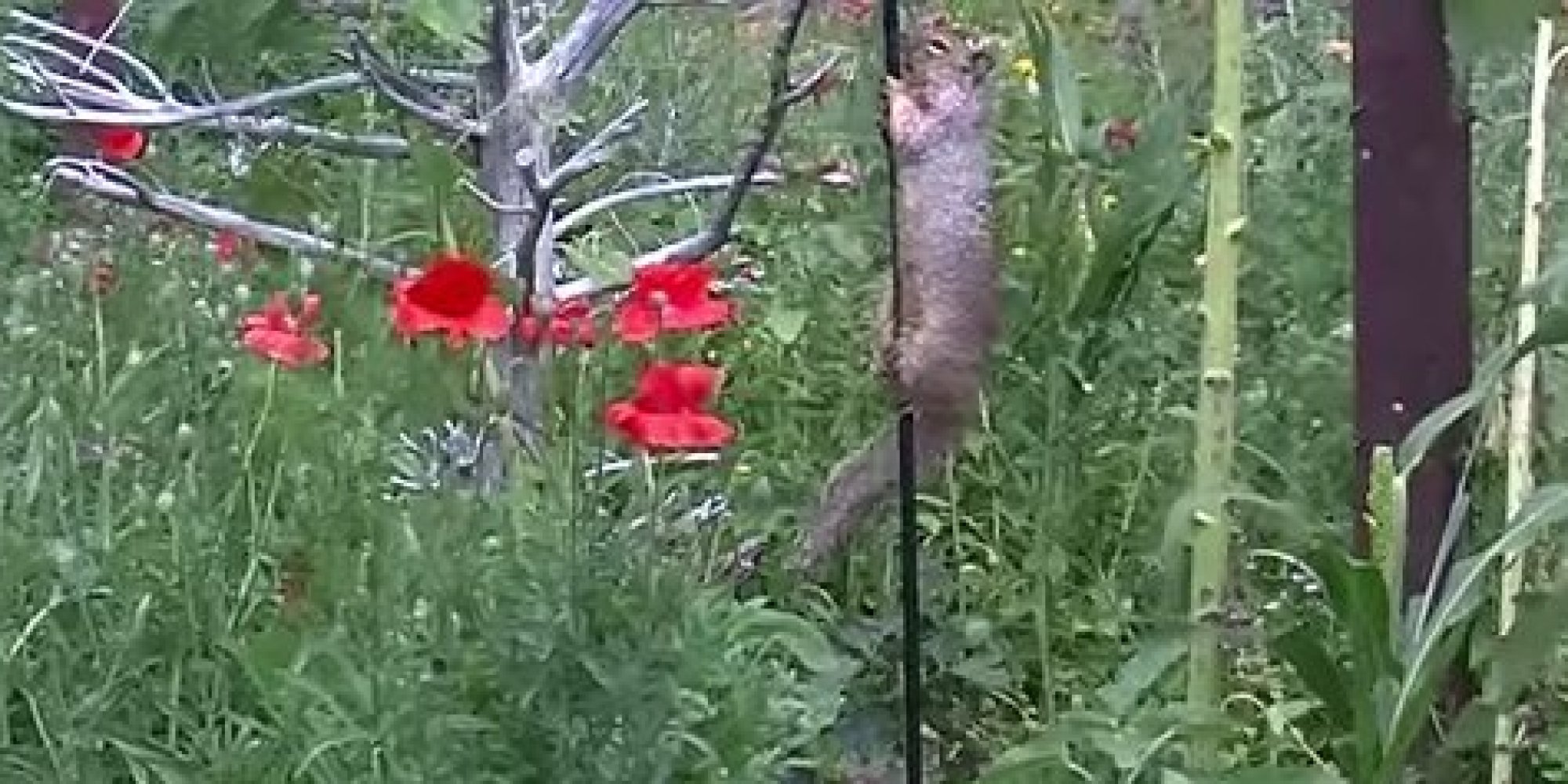 Vaseline On Bird Feeder Pole , How to Make a Squirrel-Proof Bird Feeder