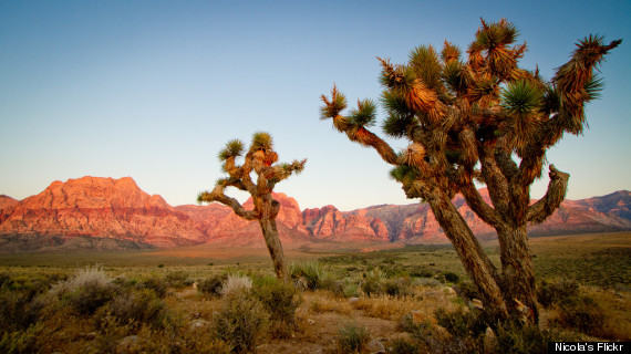 joshua tree