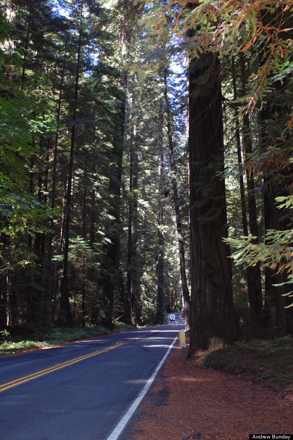 avenue of the giants