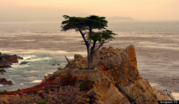 lone cypress