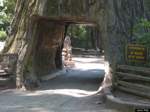 drivethru tree