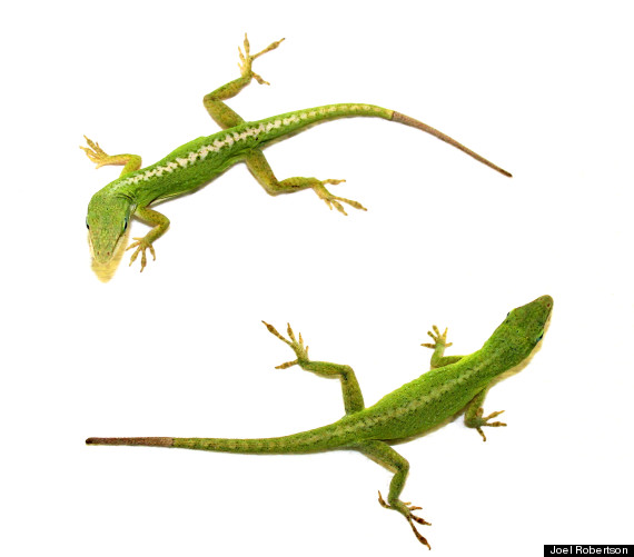 lizards regenerate tail