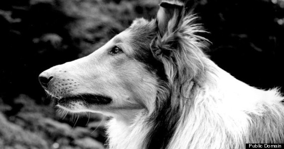 lassie