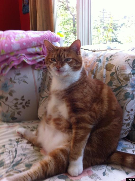 What Pregnancy Really Feels Like As Told By Cats Huffpost