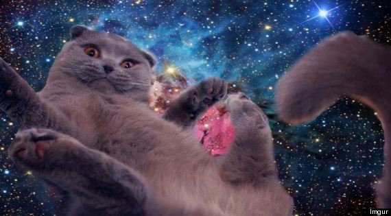 space cat