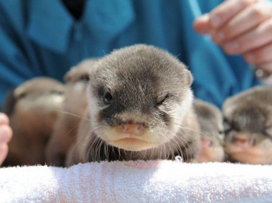 Baby Otters: Angry And Adorable (PHOTO) | HuffPost Entertainment