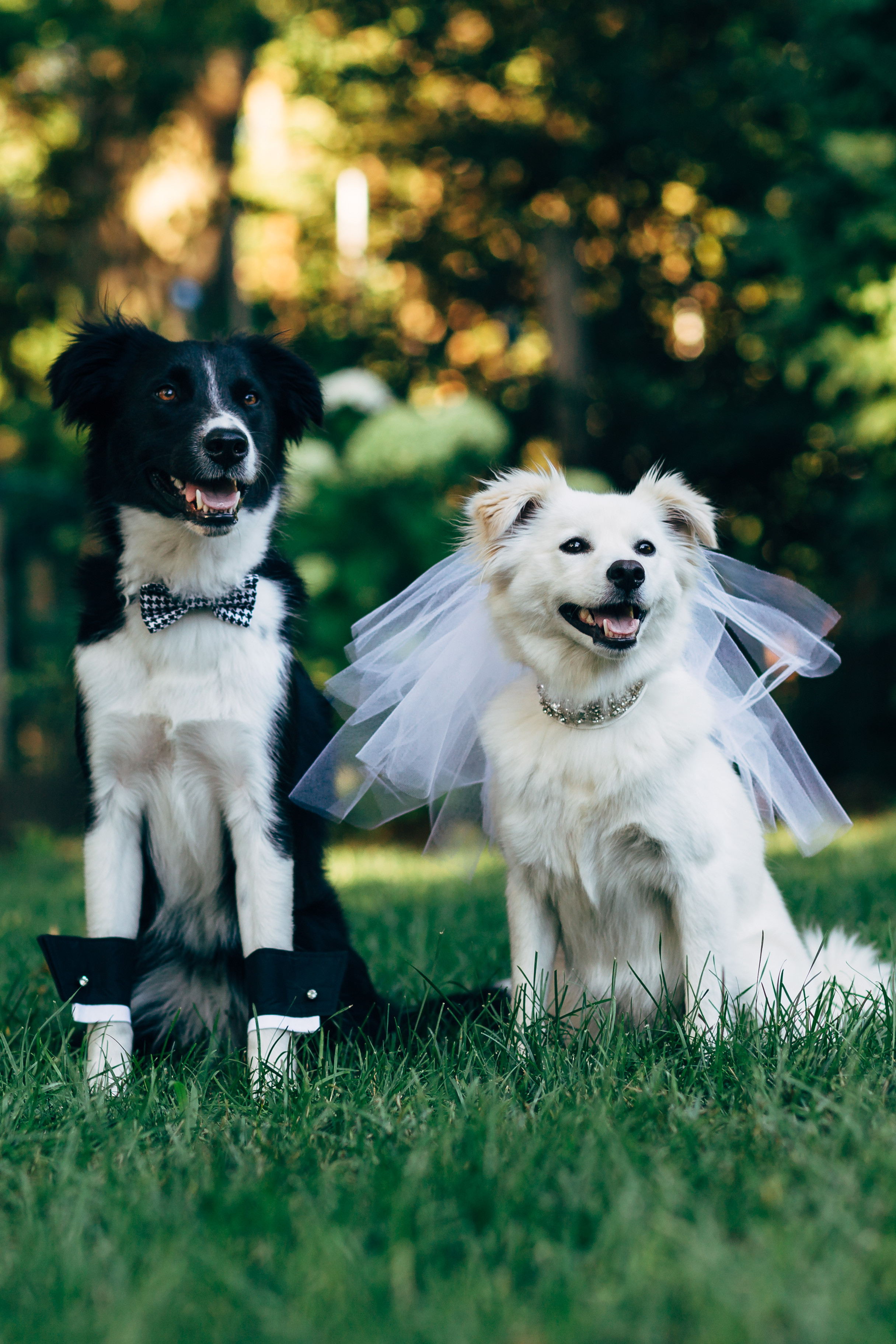 These Furry Friends Made Their Love Official In The Cutest Canine 