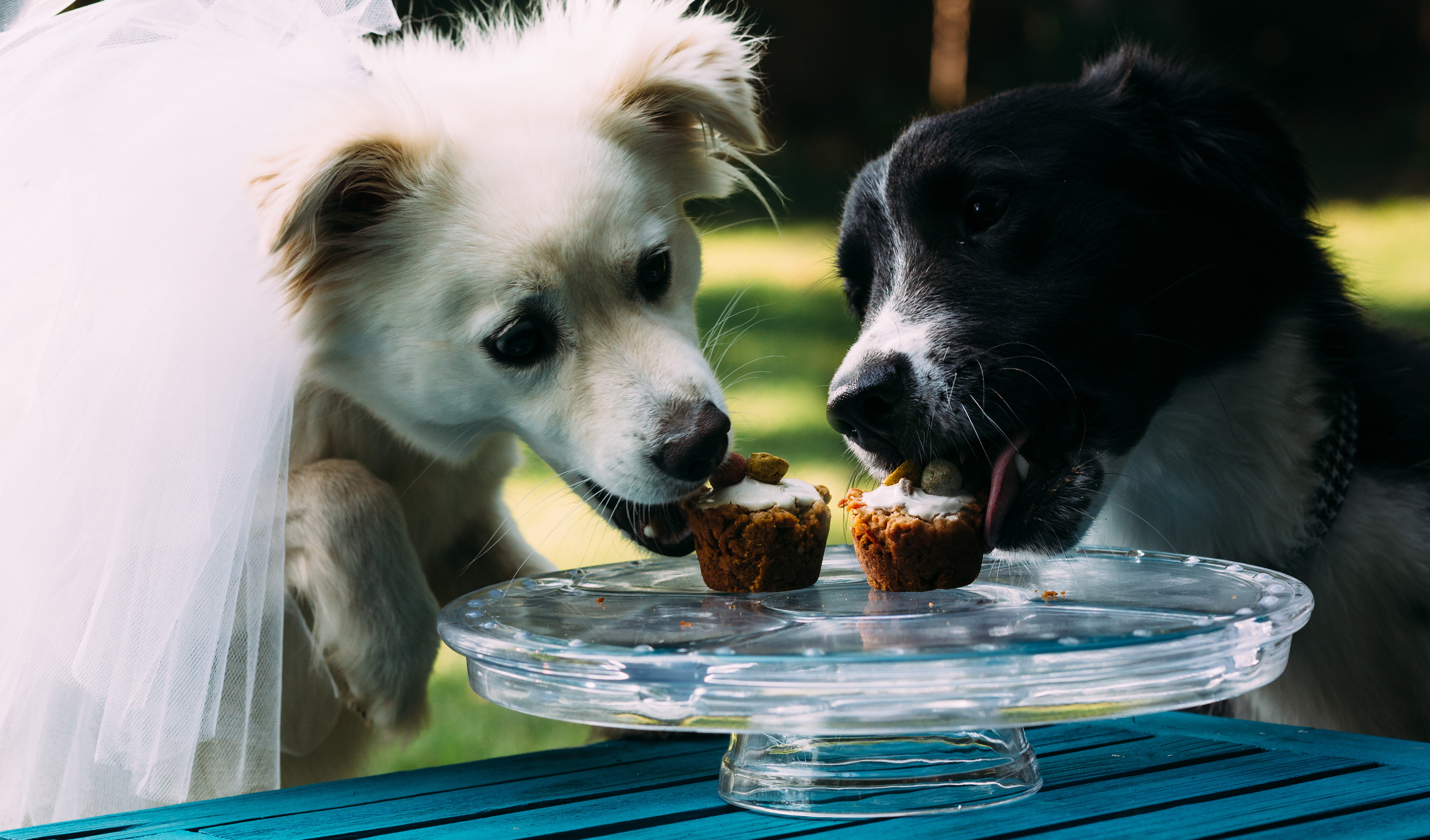 doggy wedding cake