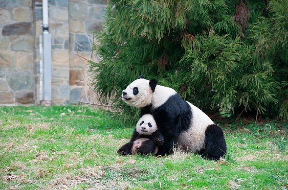 bao bao national