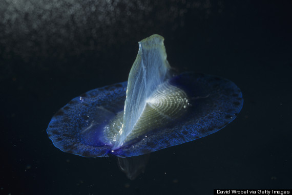 velella