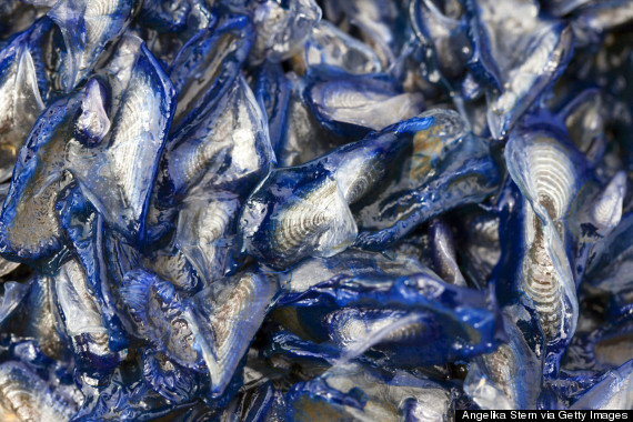 velella