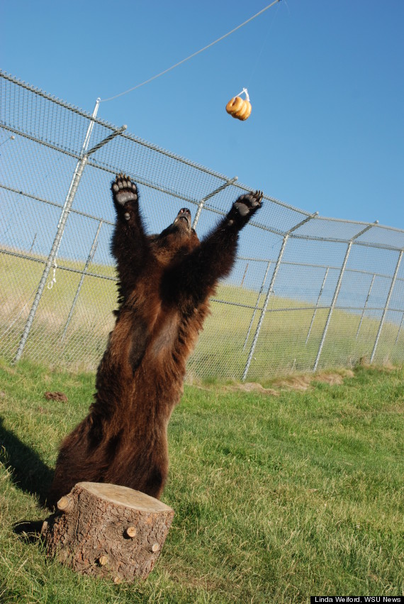 luna grizzly bear