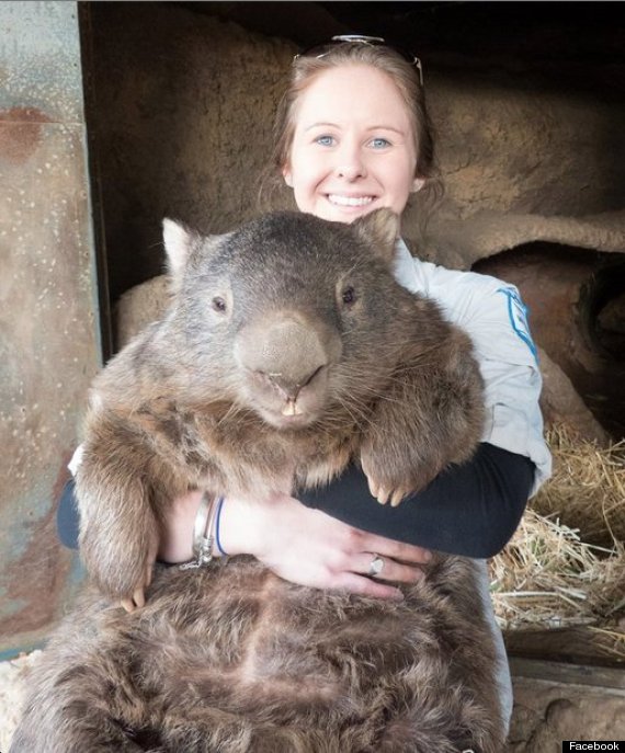 wombat