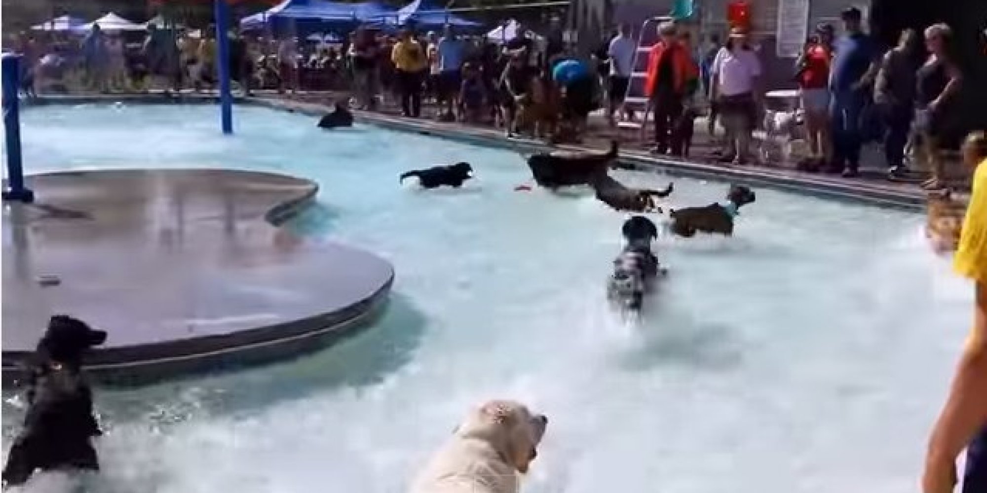 Watch These Pups Have Fun In The Sun At A Pooch-Only Pool Party | HuffPost