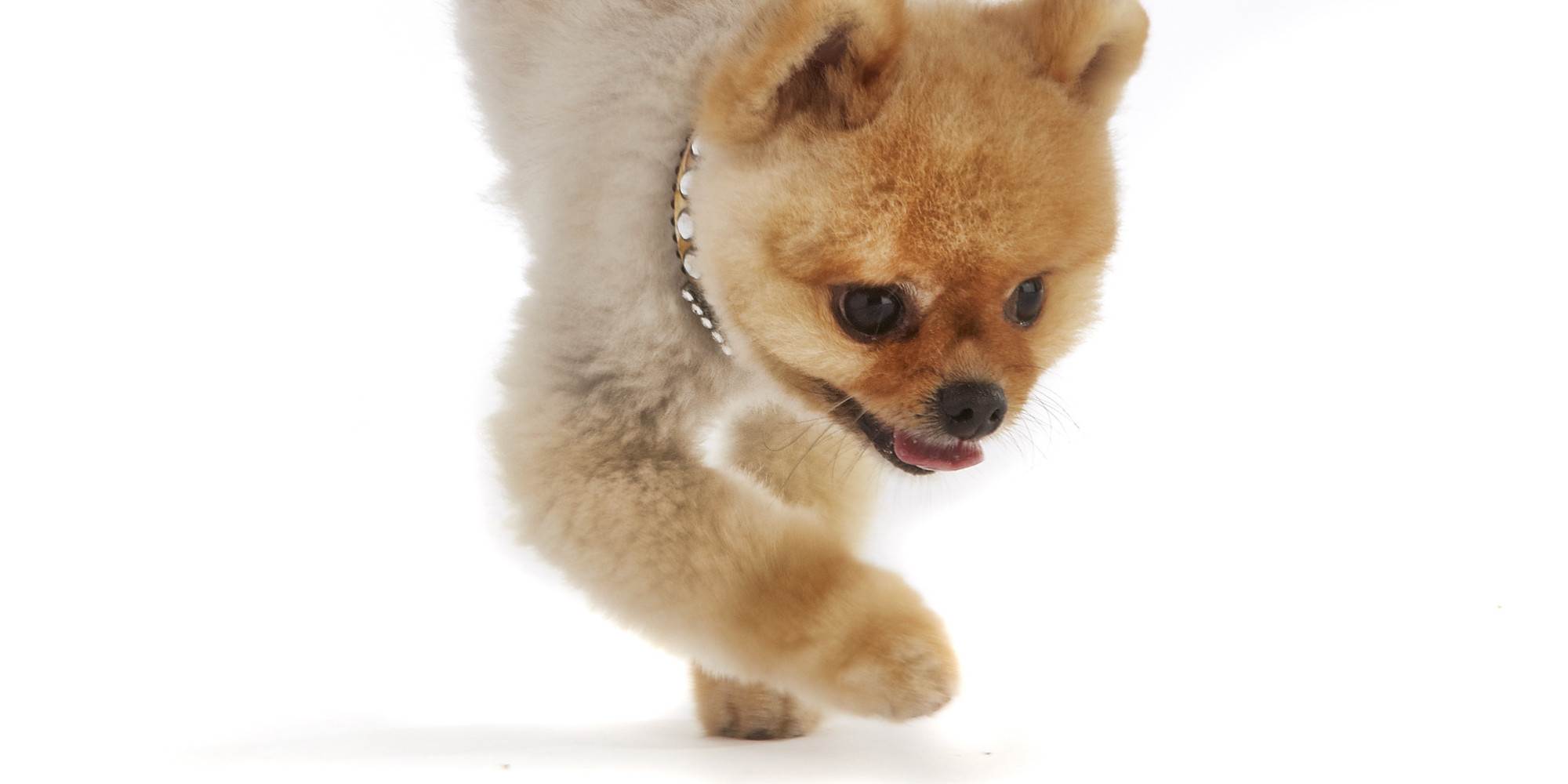 Jiff The Pomeranian Is Fastest Dog On Two Legs, According To Guinness ...