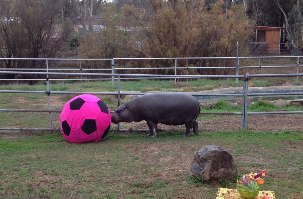 miniature hippo pet