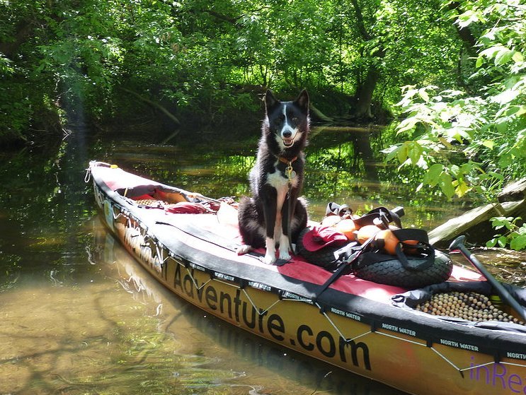 dog on canoe