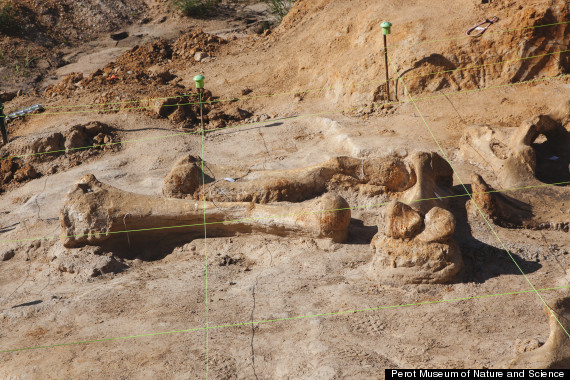 mammoth bones