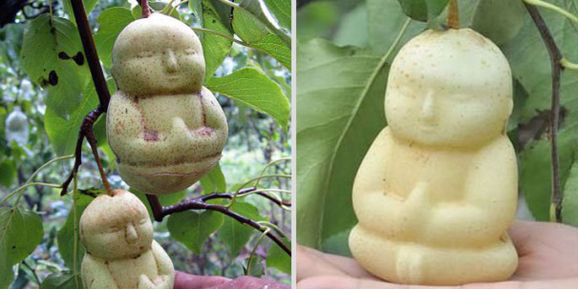 Fruit-Growing Genius Shapes Pears Into Tiny Buddhas | HuffPost