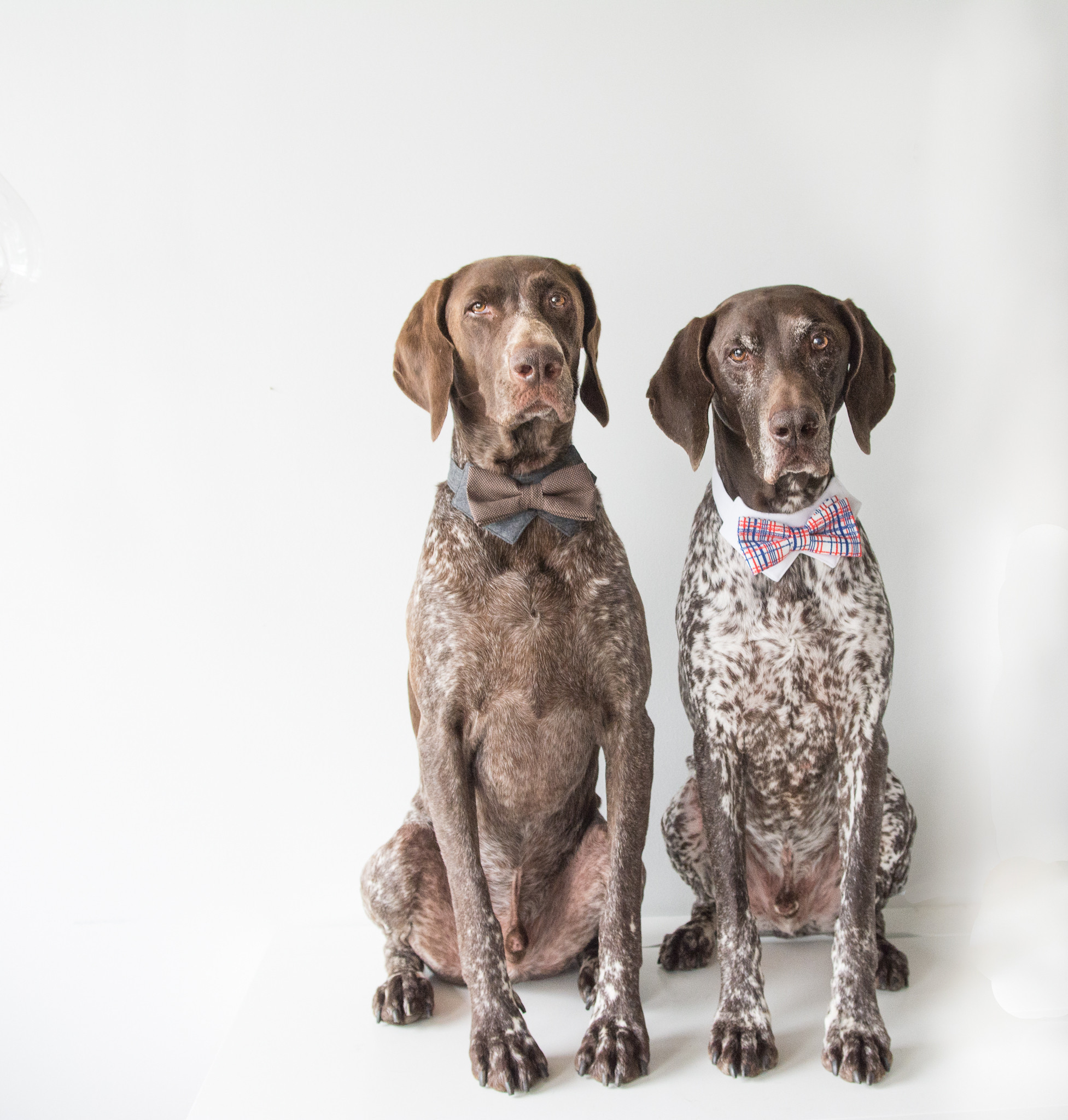 dapper dogs