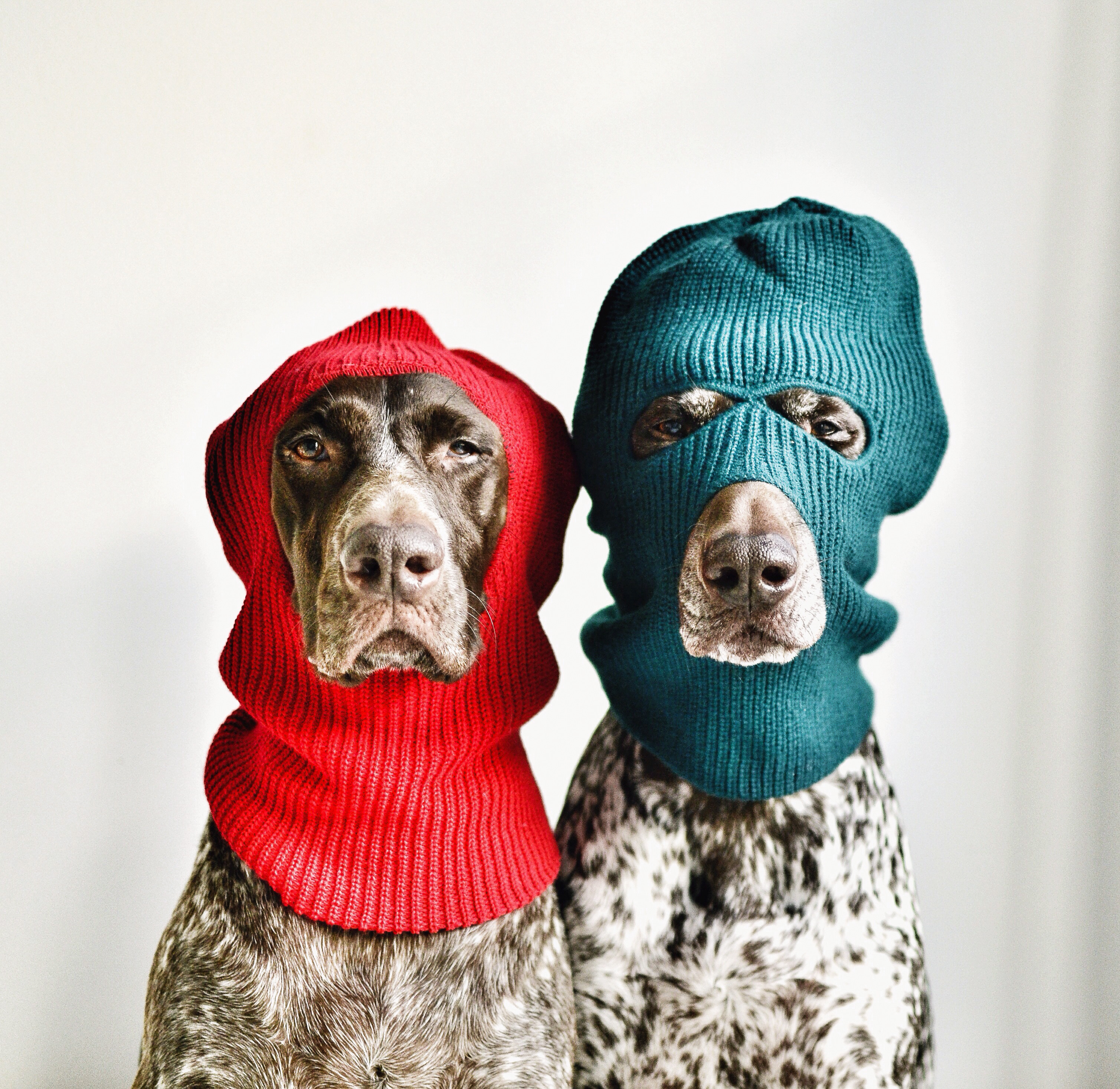 ski mask dogs