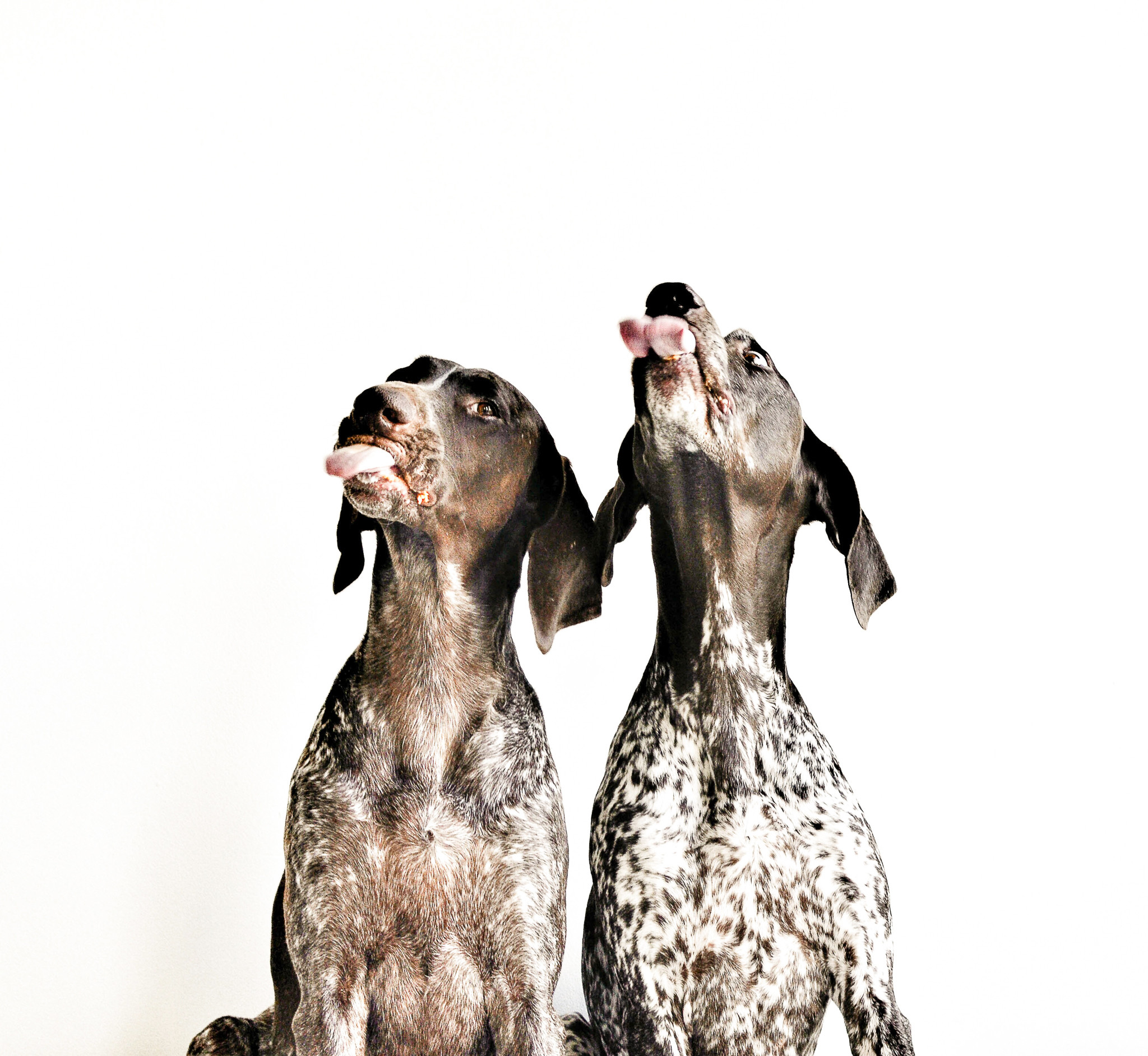 pointer dogs stick out tongues