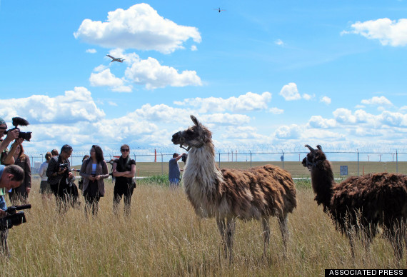 ohare goats