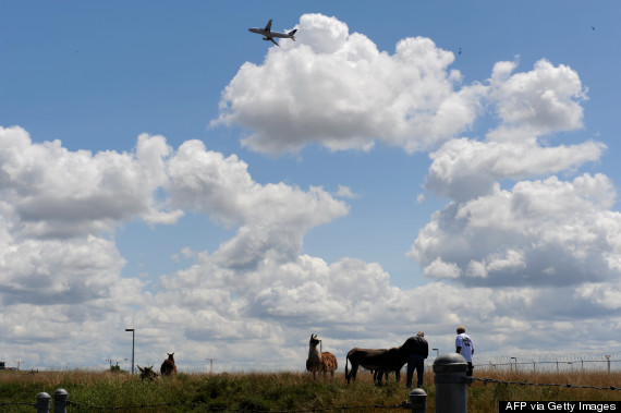 ohare goats