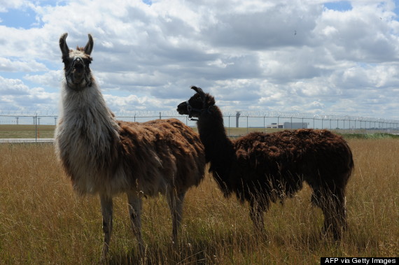 ohare goats