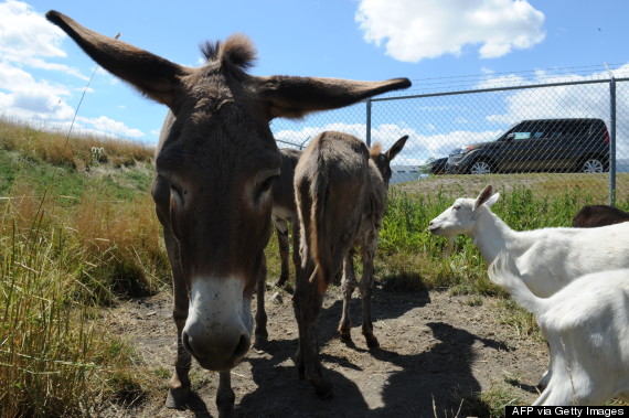 ohare goats