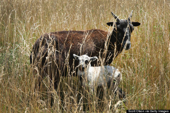 ohare goats