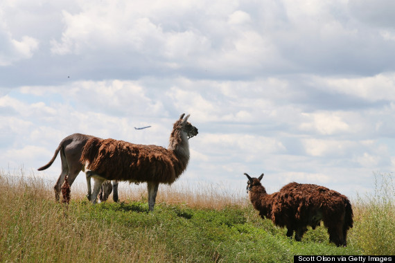 ohare goats