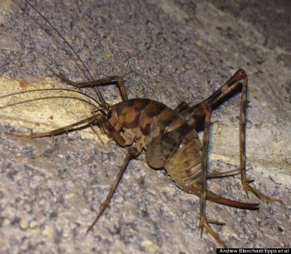 greenhouse camel cricket