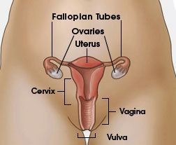 reproductive diagram