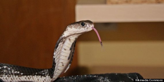 indochinese spitting cobra