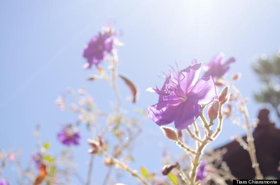 flowers