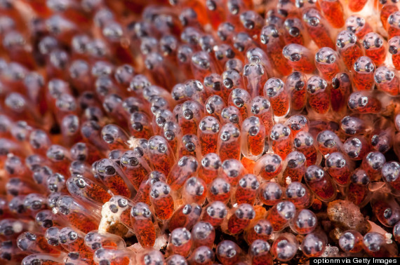 clownfish eggs