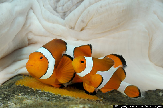 clownfish eggs