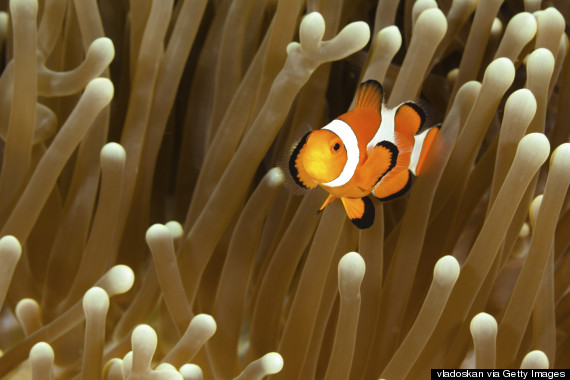 clownfish anemone