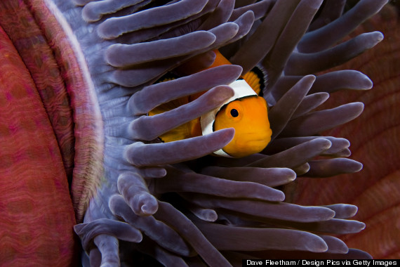 clownfish anemone