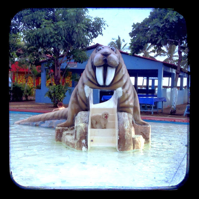 cerbero walrus