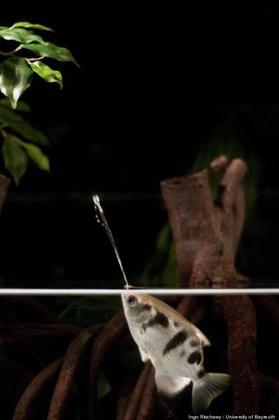 archerfish