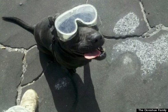 bomb sniffing dog