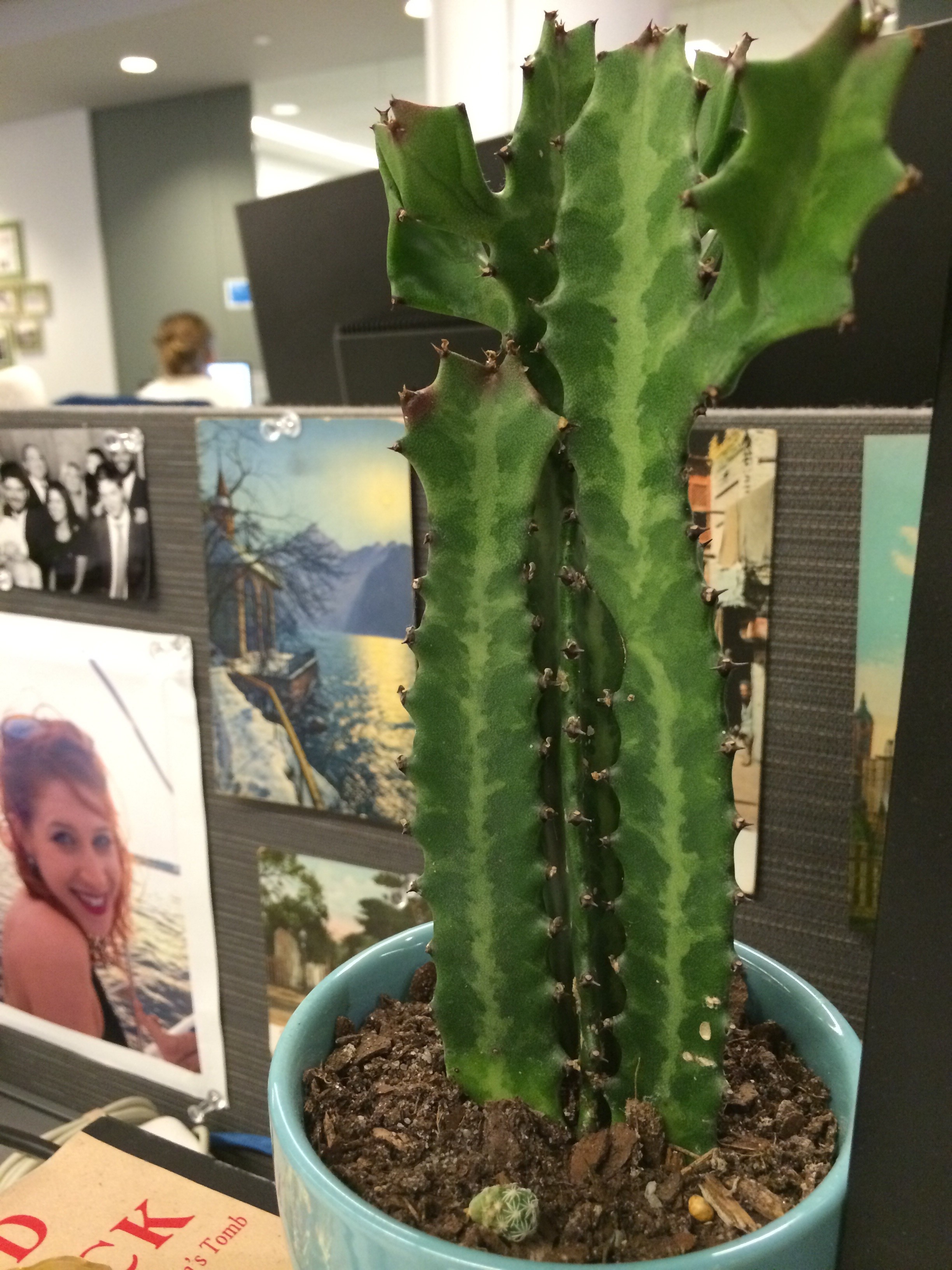 Everyone With A Desk Job Should Have Plants Huffpost