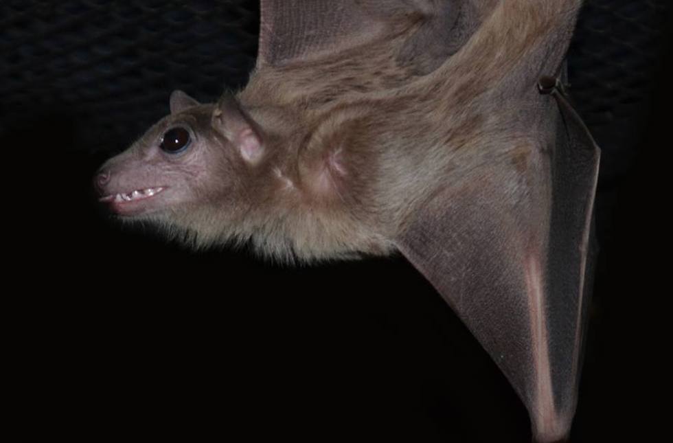 bat